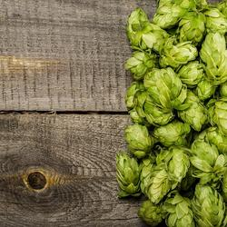 Hop varieties for home brewing