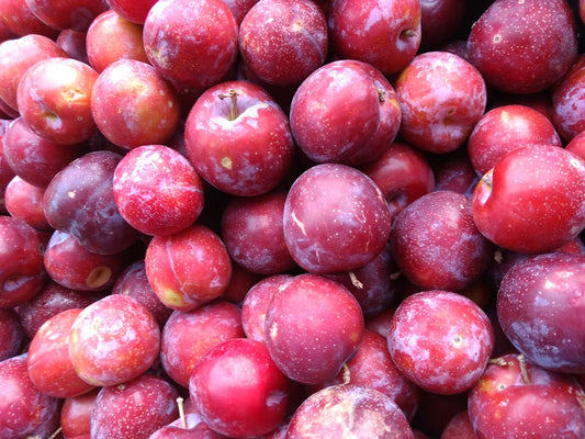 Plum Wine — Home Brew Recipe