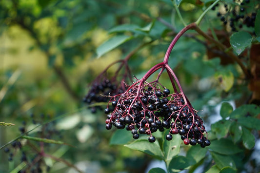 Elderberry Wine — Home Brew Recipe