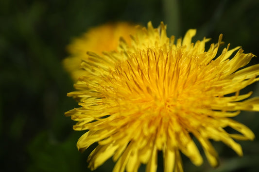 Dandelion Wine — Home Brew Recipe