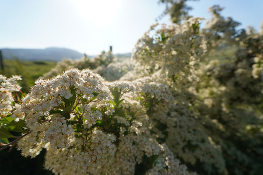 Elderflower Wine — Home Brew Recipe